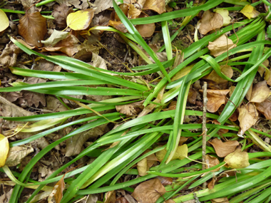 Longues feuilles généralement nombreuses, d'abord dressées puis étalées ou retombantes. Assez larges (15-20 mm), leur longueur atteint rarement celle de la tige. Agrandir dans une nouvelle fenêtre (ou onglet)